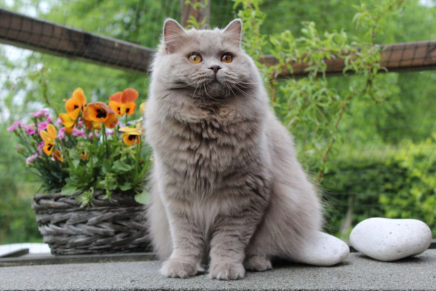 a British Longhair cat